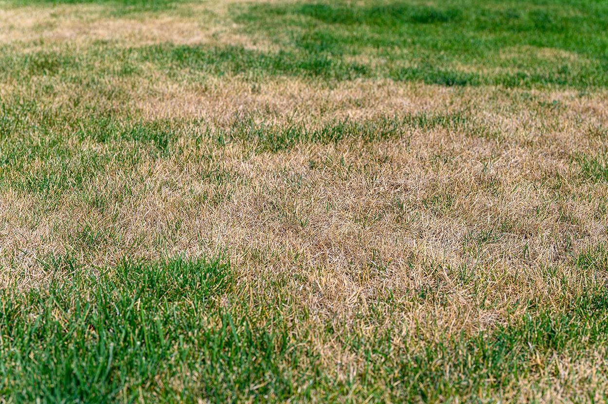 Brown Patch - Pest and Disease Issues Southwest Florida - Greenscapes