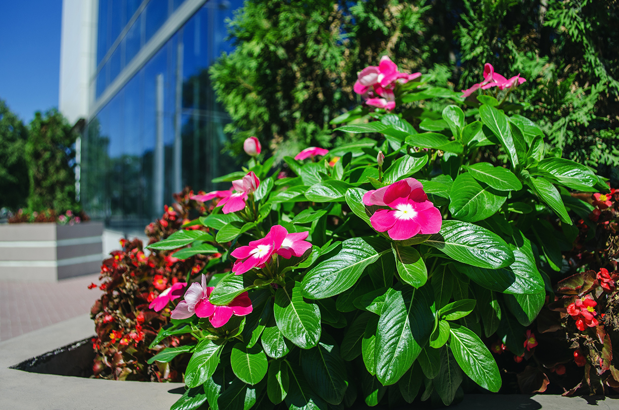 Irrigation Services - Greenscapes - Serving Southwest Florida