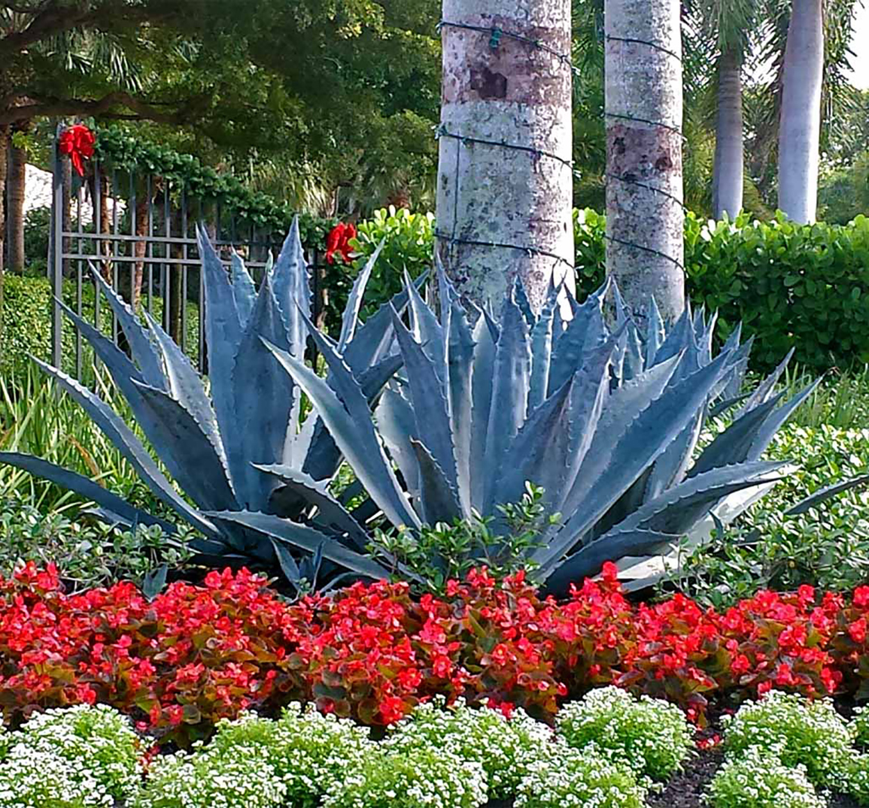 Landscape Enhancements - Greenscapes - Southwest Florida
