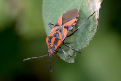 Chinch Bugs - Pest and Disease Issues Southwest Florida - Greenscapes