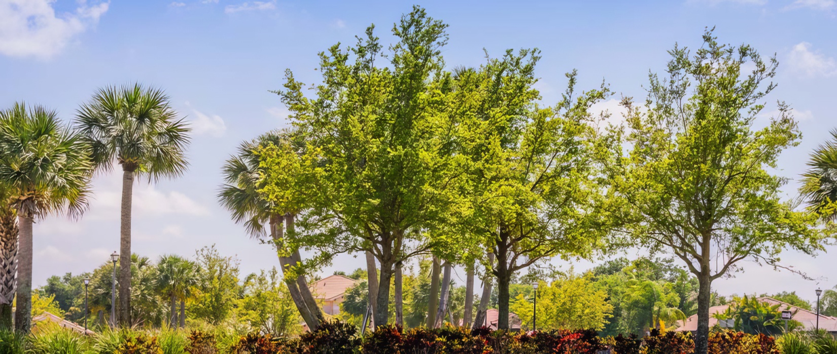 Tree Service - Treasure Valley Landscape