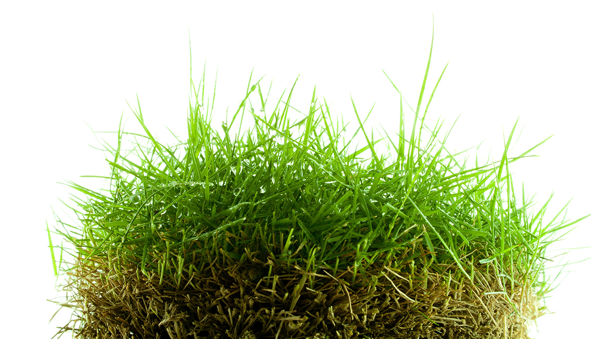 Landscape Maintenance vs. Landscape Management for HOA - Greenscapes